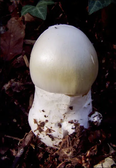 Membrane qui enveloppe certains champignons quand ils sont jeunes :