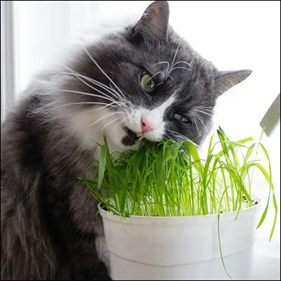 Quelle plante officinale est appelée herbe à chats en raison de son effet euphorisant sur les félins ?