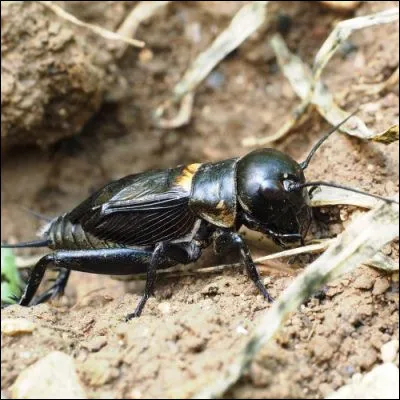 Quelle est la morale de la fable "Le Grillon" de Jean-Pierre Claris de Florian, dans laquelle un grillon assiste à la capture dun papillon ?