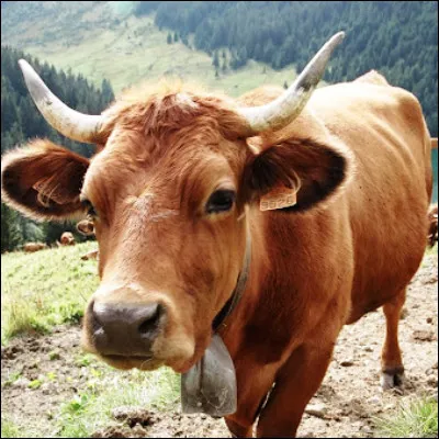 Quelle race de vache laitière doit son nom à une vallée savoyarde ?