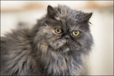 Matou : quelle est sa race ?