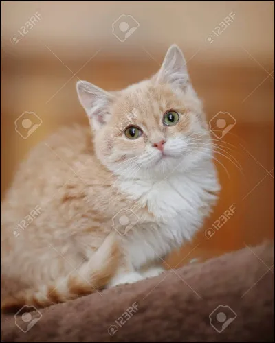 Qui rencontre-t-il quand il est chaton ?