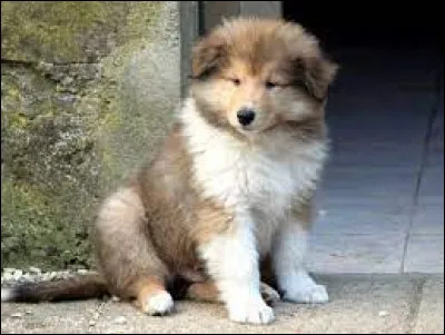 Quelle est la race de ce chiot ?