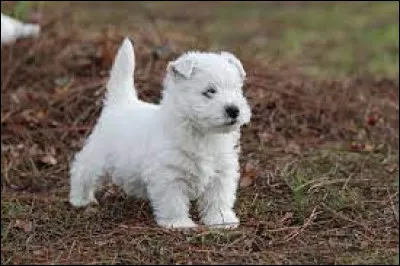 Ce chiot est de la race...