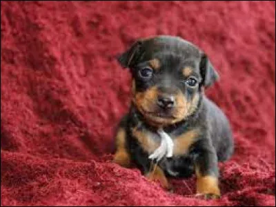 Comment se nomme la race de ce chiot ?