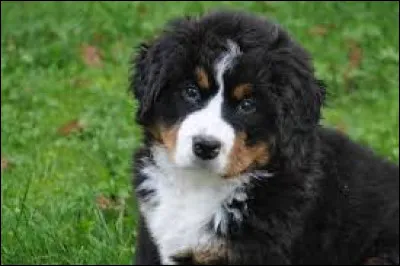 Quelle est la race de ce chiot ?