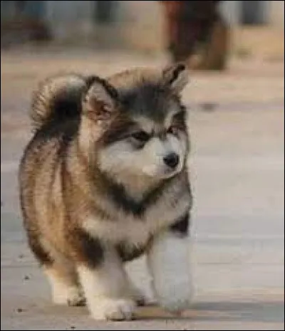 Ce chiot est de la race...