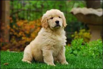 Ce chiot est de la race...