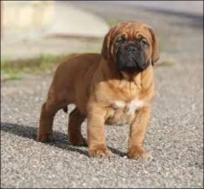 Comment se nomme la race de ce chiot ?