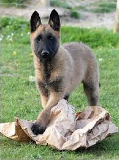 Ce chiot est de la race...