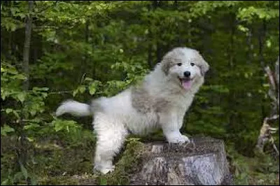 Comment se nomme la race de ce chiot ?