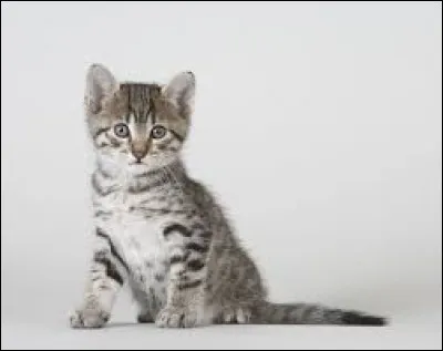 Ce chaton est de la race...