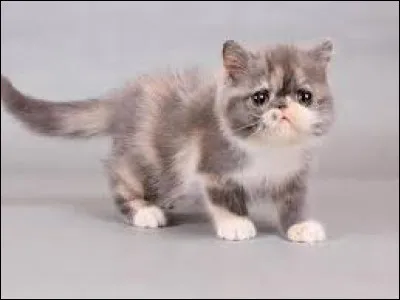 Ce chaton est de la race...