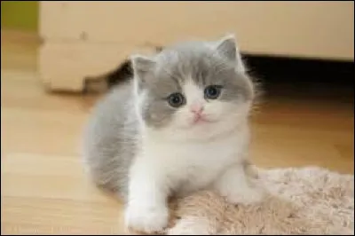 Ce chaton est de la race...