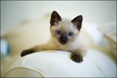 Comment se nomme la race de ce chaton ?