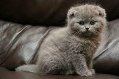 Quelle est la race de ce chaton ?