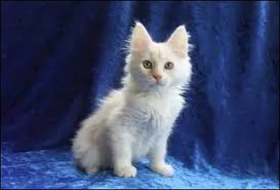 Ce chaton est de la race...