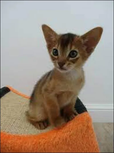 Comment se nomme la race de ce chaton ?