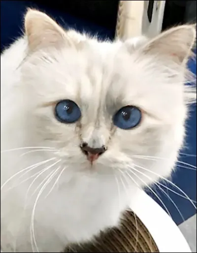 Et ce chat, de quelle race est-il ? C'est le chat de Karl Lagerfeld, Choupette !