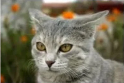 De quelle race est ce chat ?