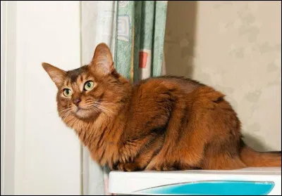 Et celui-là, avec son pelage roux flammes, on le reconnaît ! C'est le/l' :