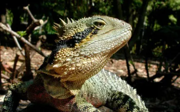 Quiz Reptiles