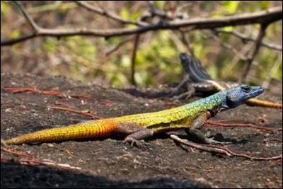 Comment s'appelle cette espèce ?