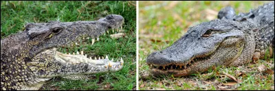 Quelle est la différence entre un alligator et un crocodile ?