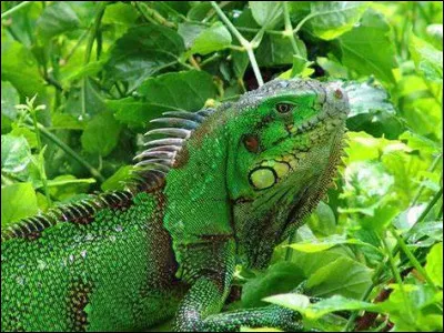 Quelle est la longueur maximale de l'iguane vert ?