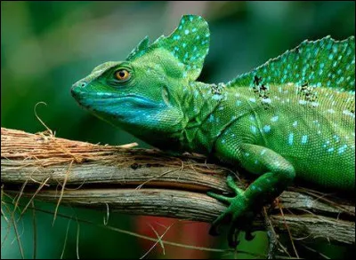 Quelle est la particularité du basilic vert ?