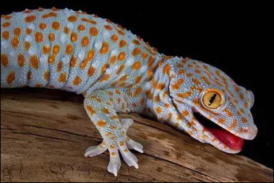 Quelle est la particularité des geckos ?