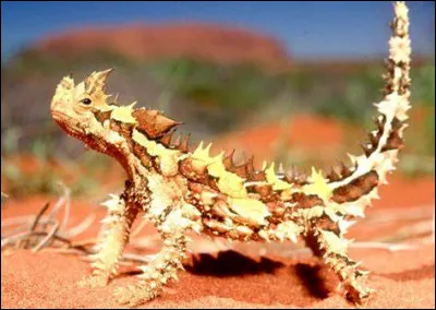 Où vit le moloch hérissé ?