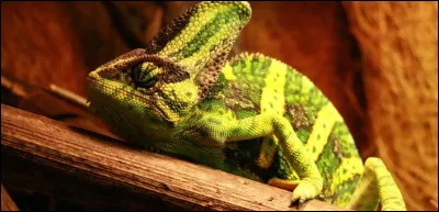 À quoi sert le casque de ce caméléon casqué du Yemen ?
