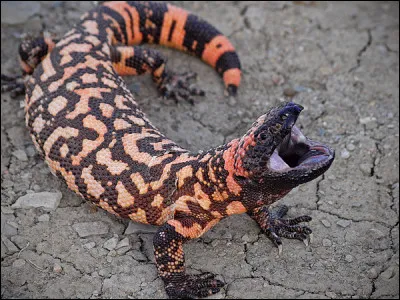Comment s'appelle ce lézard ?