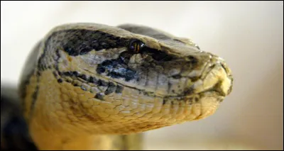 Quel serpent est le plus rapide ?