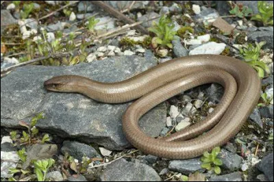 Et comment s'appelle-t-il ?