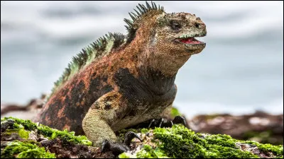 Avec quel animal l'iguane marin des Galapagos fait-il un partenariat ?