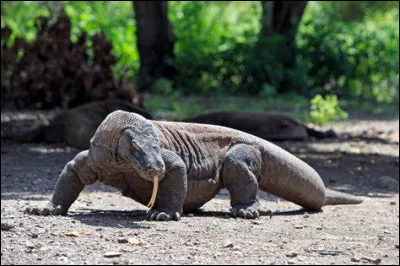 Le varan de Komodo n'est pas le plus grand lézard, il a un ancêtre qui faisait 8 m ! Comment s'appelait-il ?