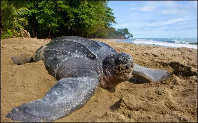 La tortue luth n'est pas la plus grande tortue, elle a un ancêtre qui faisait 4 m ! Comment s'appelait-il ?