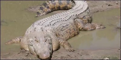 Le crocodile marin n'est pas le plus grand crocodile, il a un ancêtre qui faisait 15 m ! Comment s'appelait-il ?