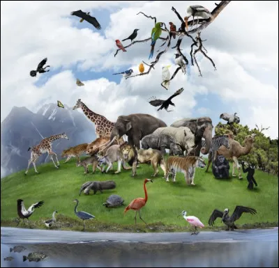 Et pour finir, quel animal préfères-tu ?