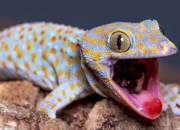 Quiz Miniquiz : Les geckos !