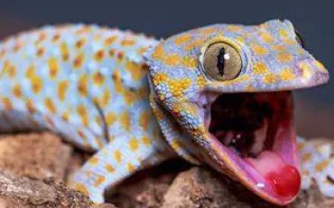 Quiz Lezards