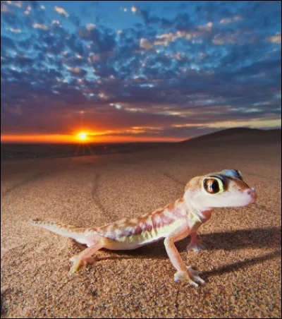 Quel est le gecko ci-dessus ?