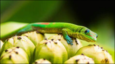 Quelle particularité a un gecko ?