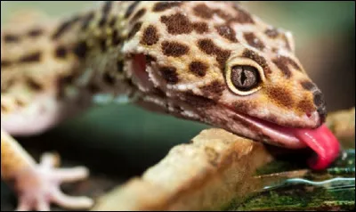 En parlant du gecko léopard, quelle taille fait-il environ ?