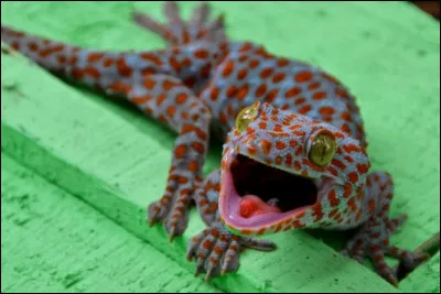 Quelle est une des particularité du gecko Tokay ?