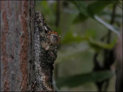Quel est l'animal sur la photo ci-dessus ?
