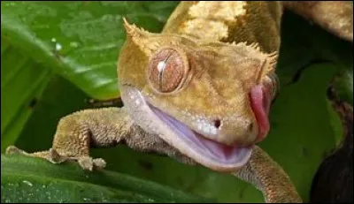 Combien d'individus y a-t-il dans la famille des Geckonidae ?