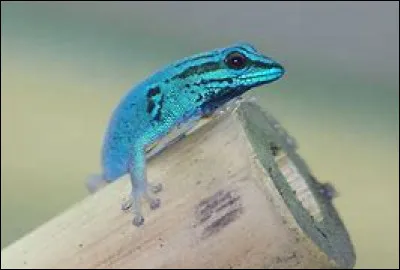 Lequel de ces geckos est en France ?